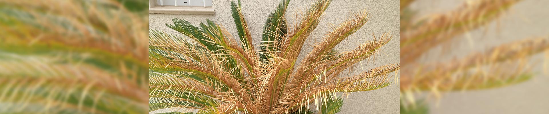 Peindre, colorer, réparer un palmier sec, desséché, abîmé