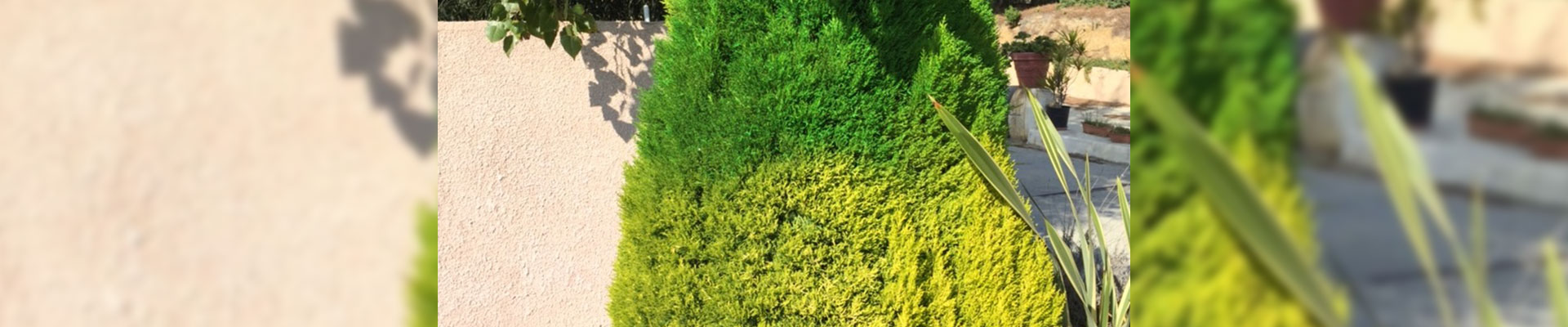 Peindre, colorer un cyprès abîmé, des cyprès décolorés