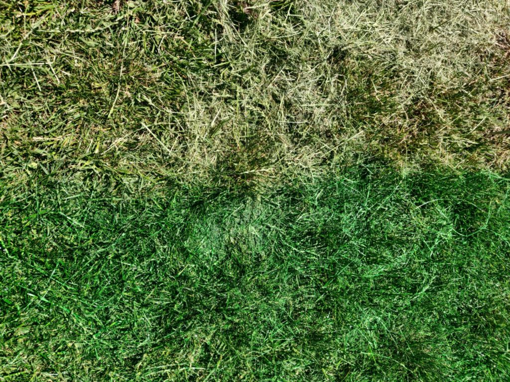 colorer la pelouse avec des algues