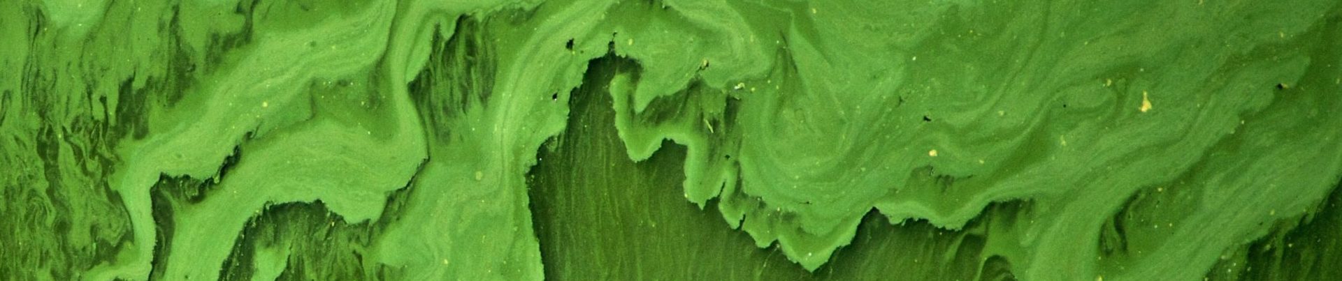 algue verte pour colorer la pelouse